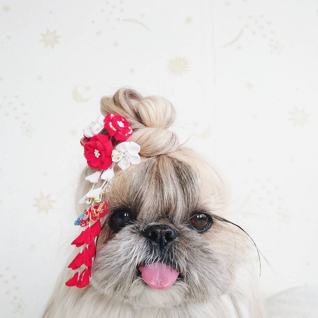 Ши-тцу собака