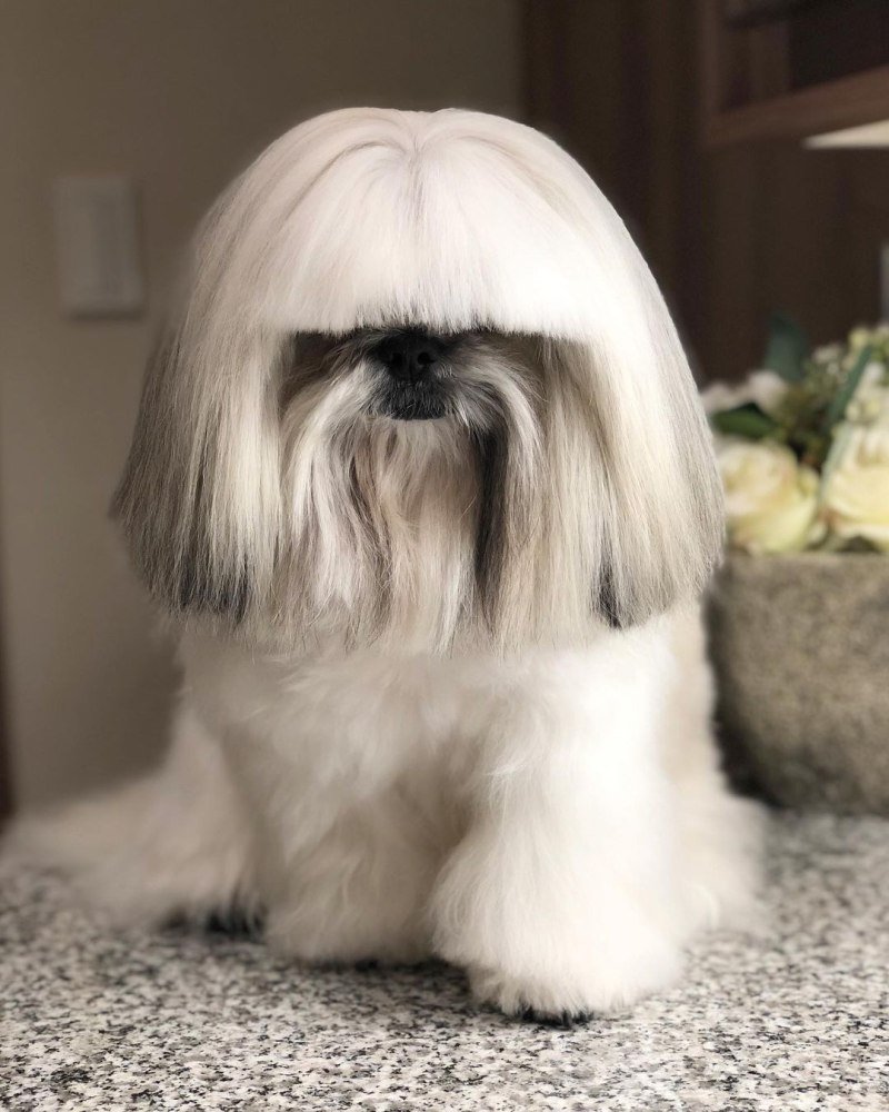 Ши тцу на прогулке