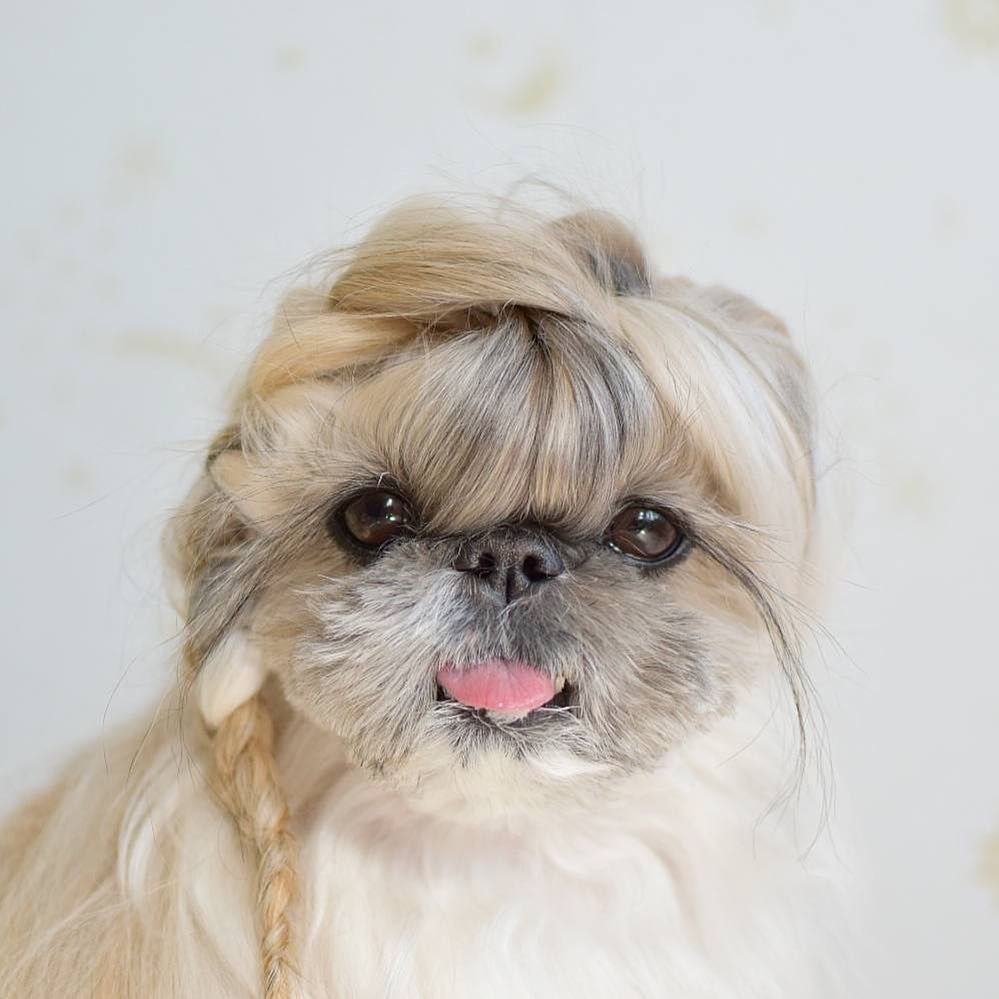 Ши-тцу собака стрижка