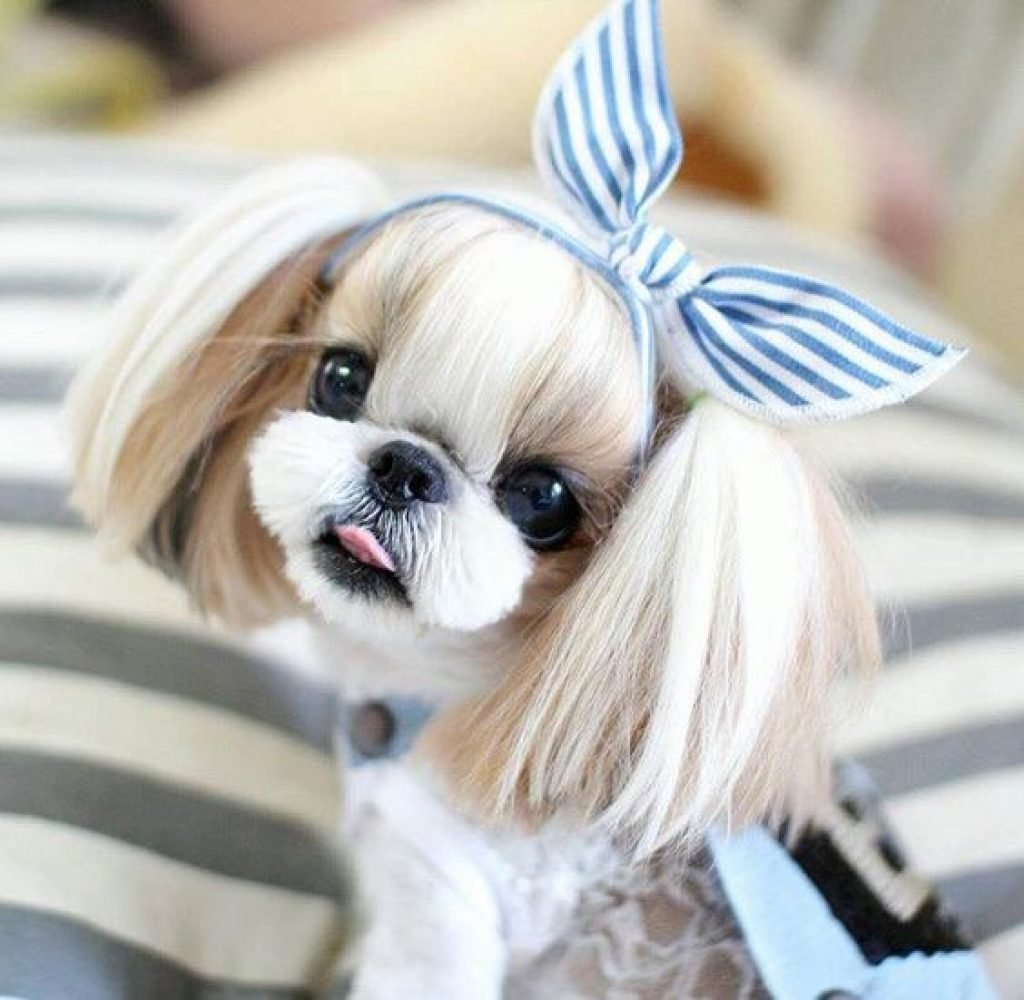 Карликовый ши тцу