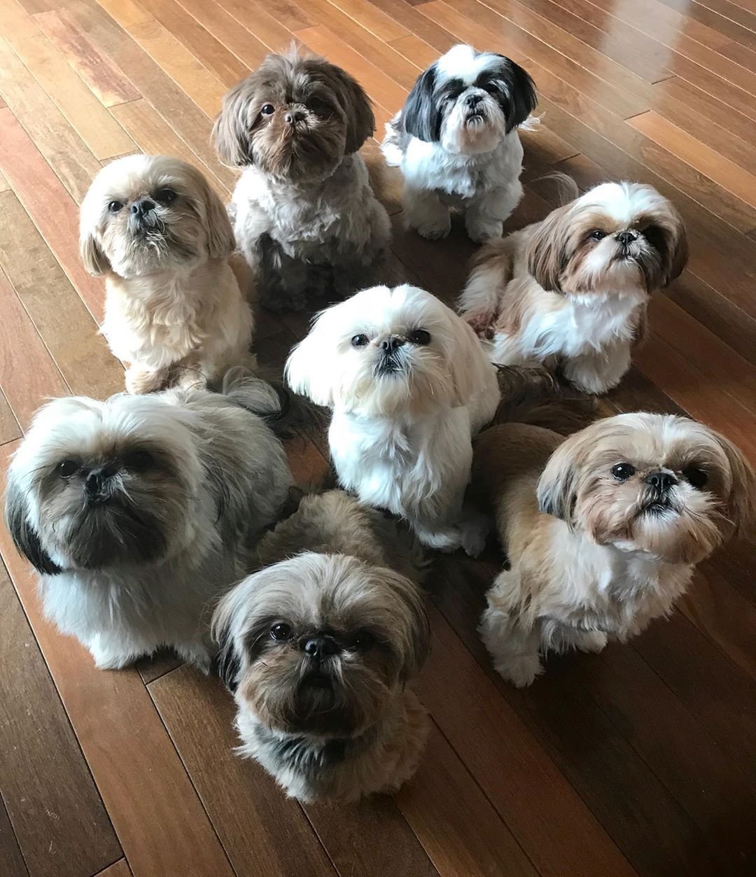 Shih Tzu Puppies for sale near me