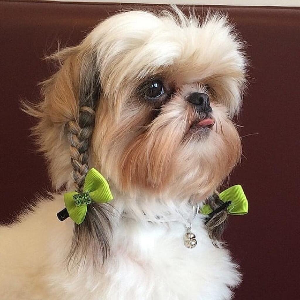 Забавные стрижки ши-тцу