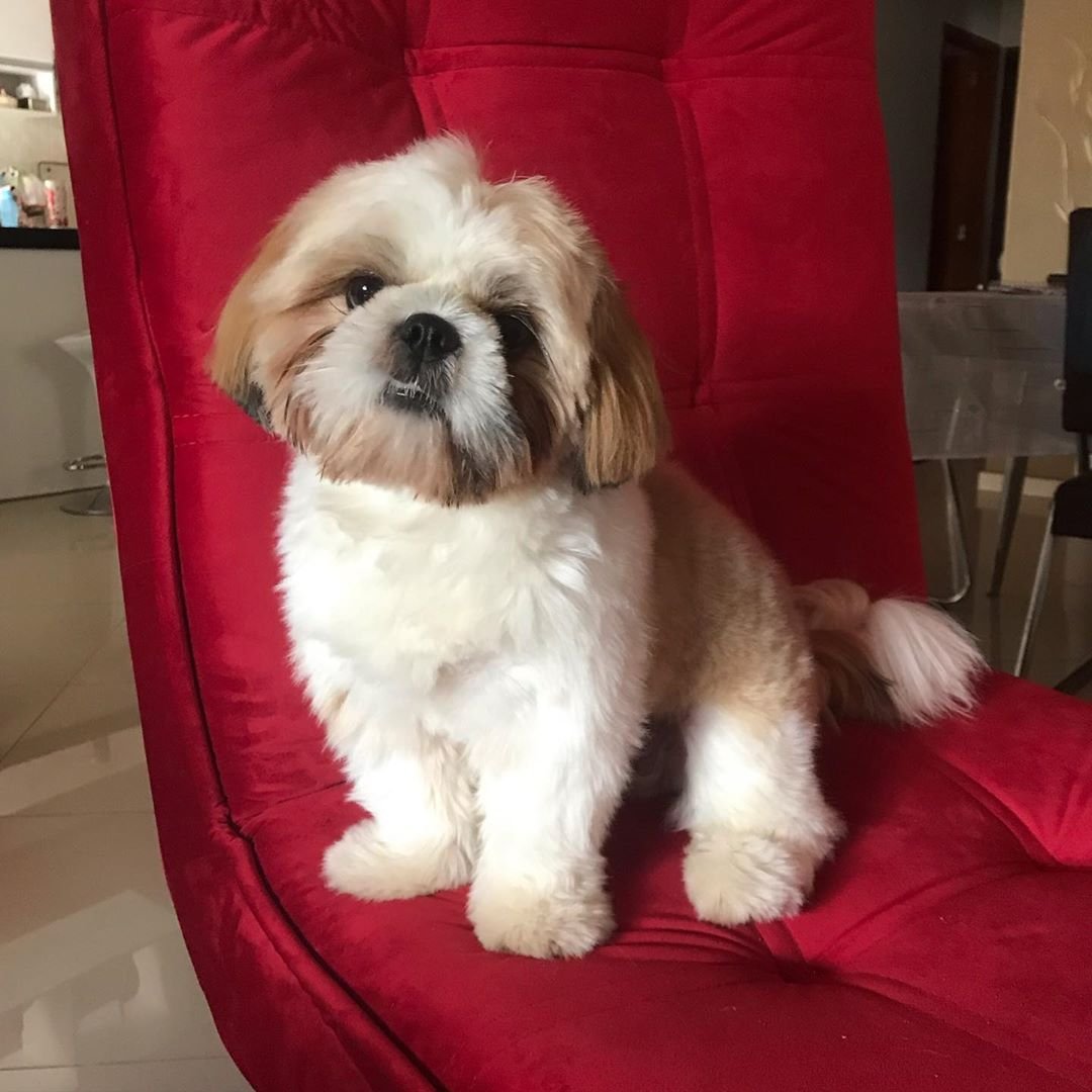 Обои собаки ши тцу