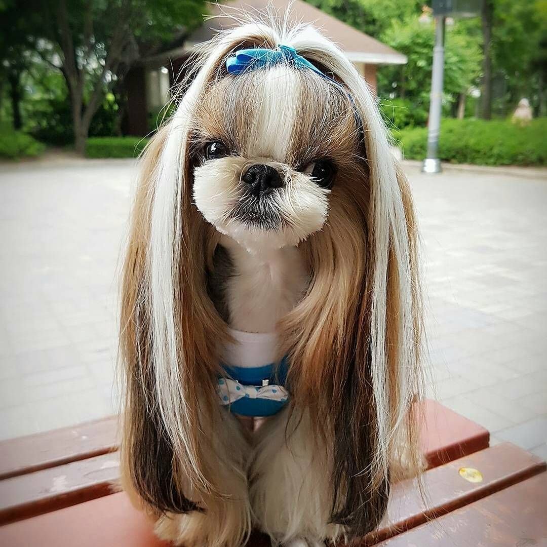 Ши тцу короткошерстные