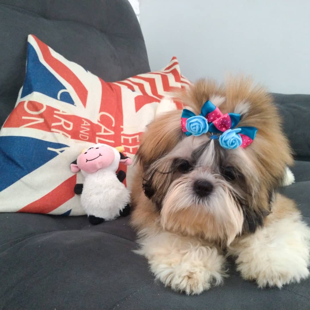 Шиу ши тцу собака