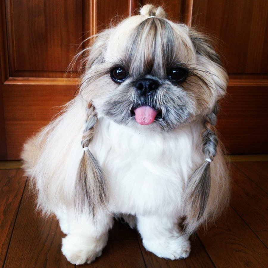 Shih Tzu Dog