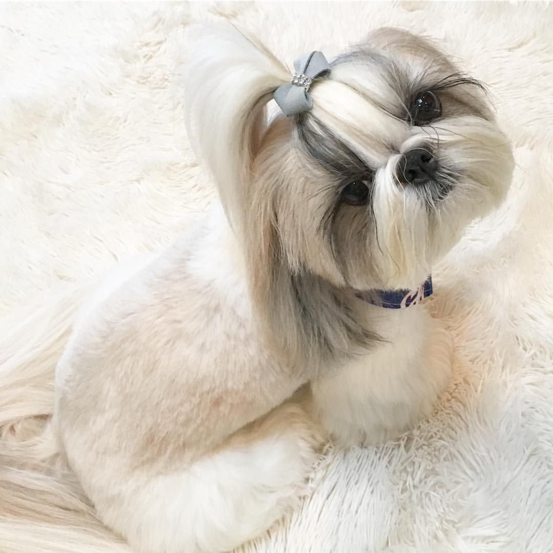 Ши тцу и Йорк