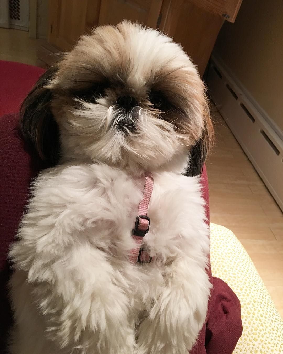 Щенки ши тцу