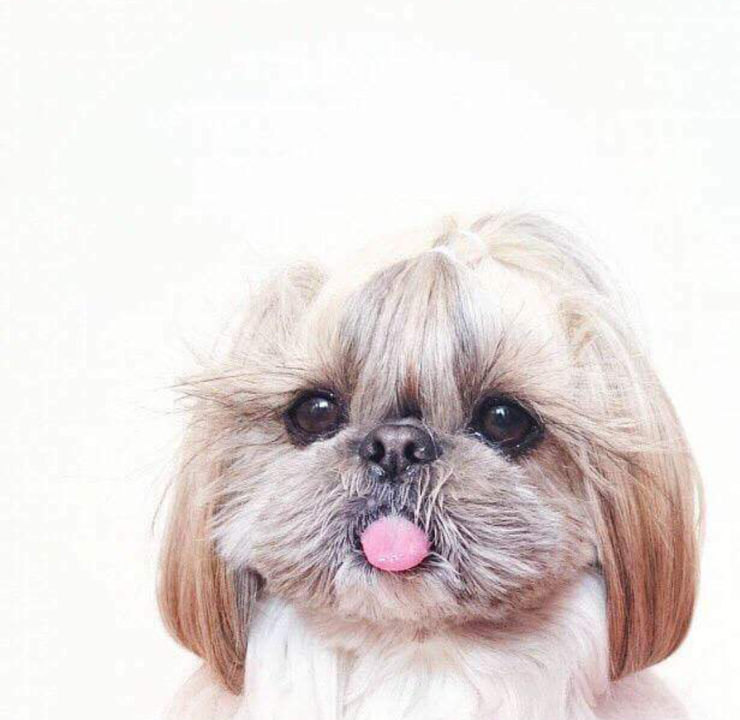 Ши-тцу собака