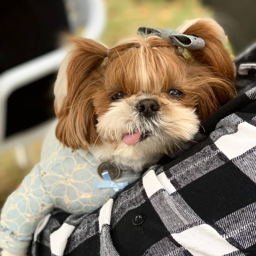 Ботиночки для ши тцу