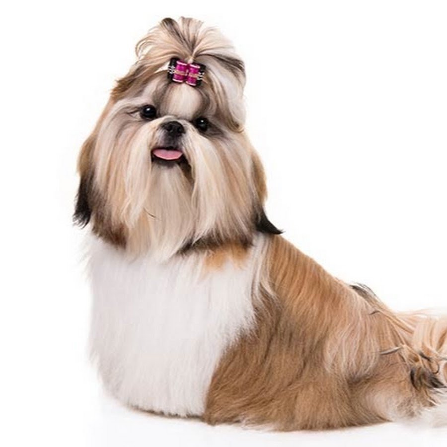 Ши тцу гладкошерстный