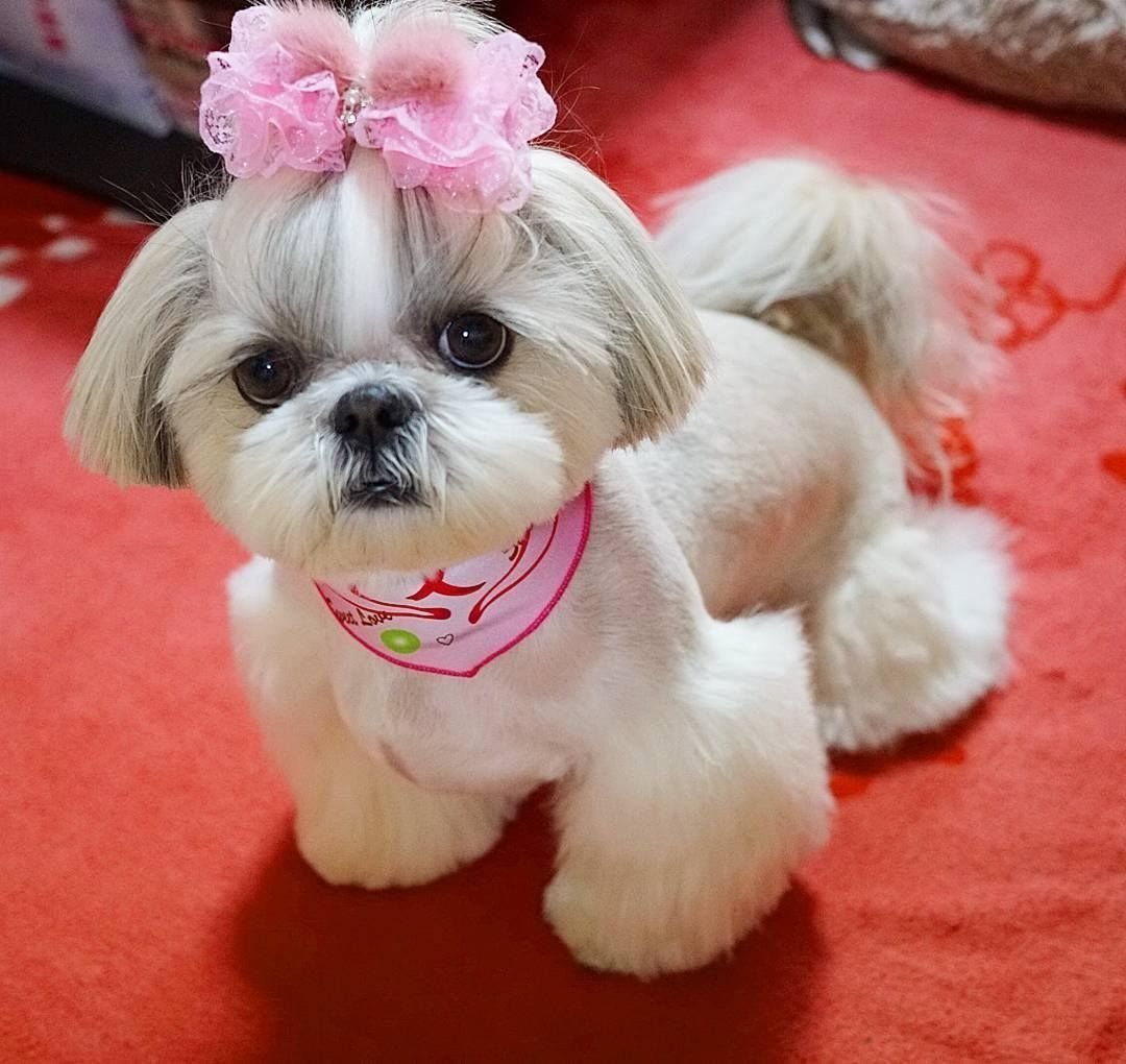 Ши тцу порода