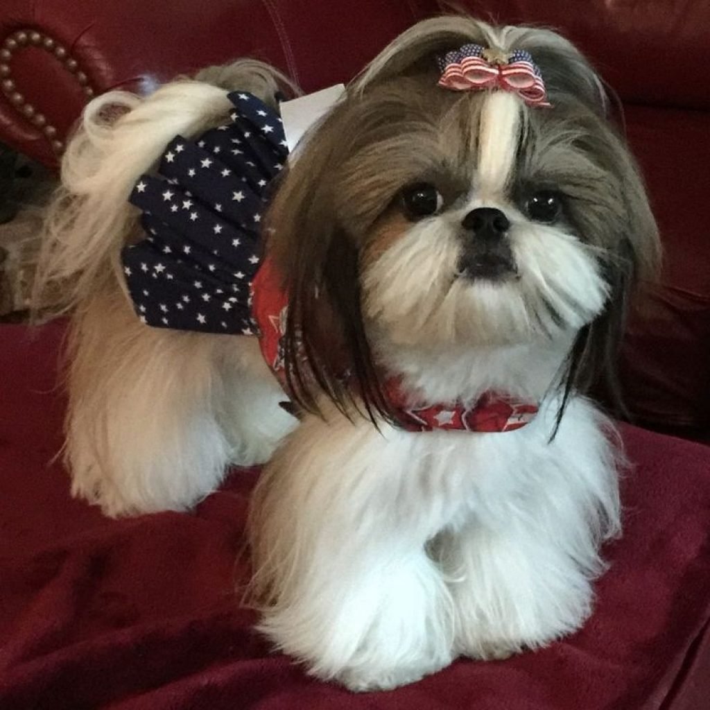 Корейская стрижка ши-тцу