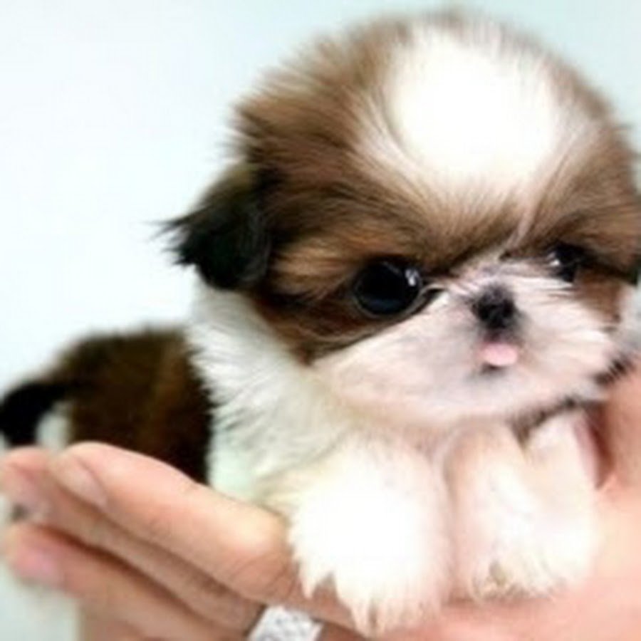 Ши тцу кудрявый