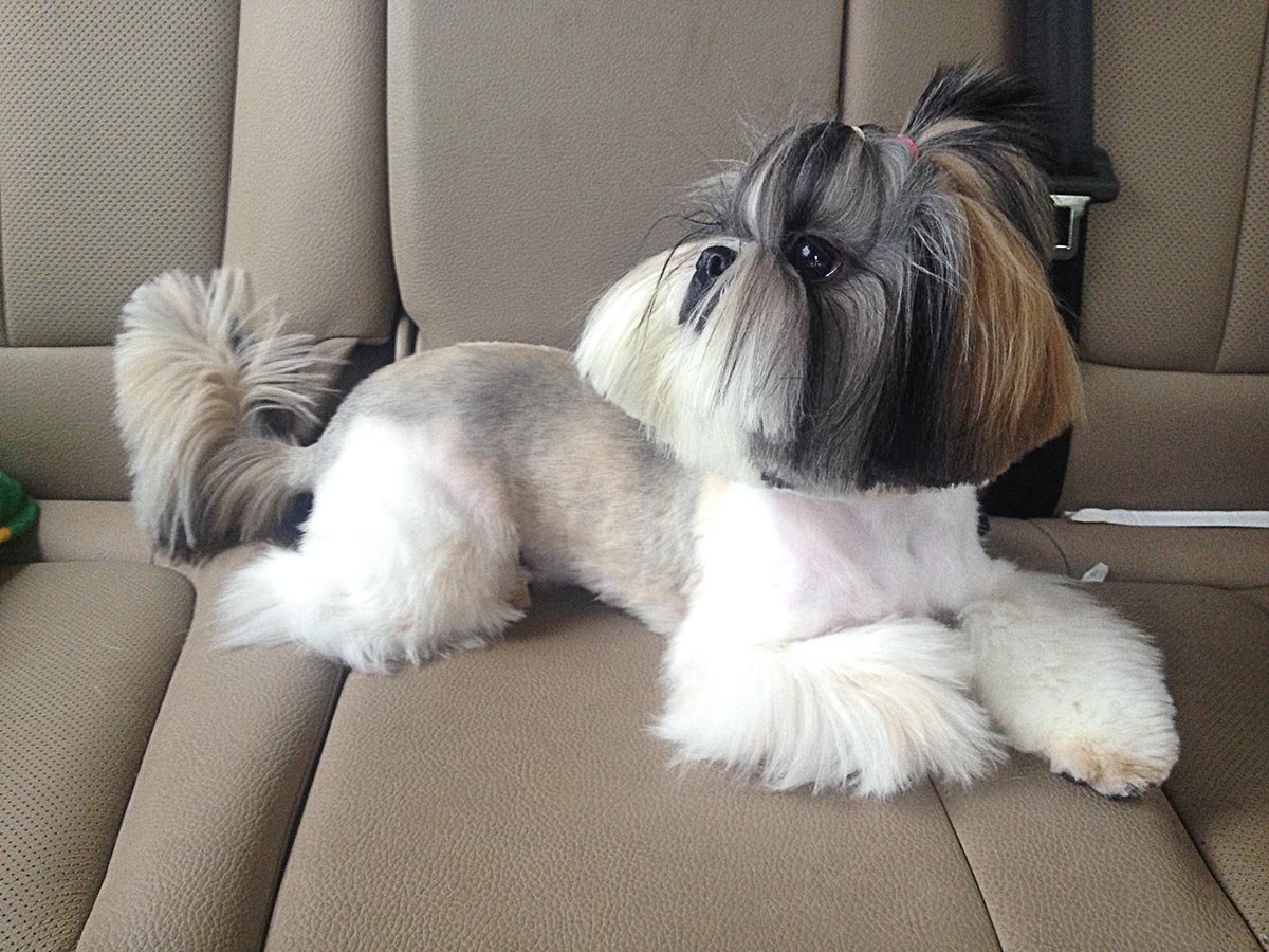 Ши тцу пушистая