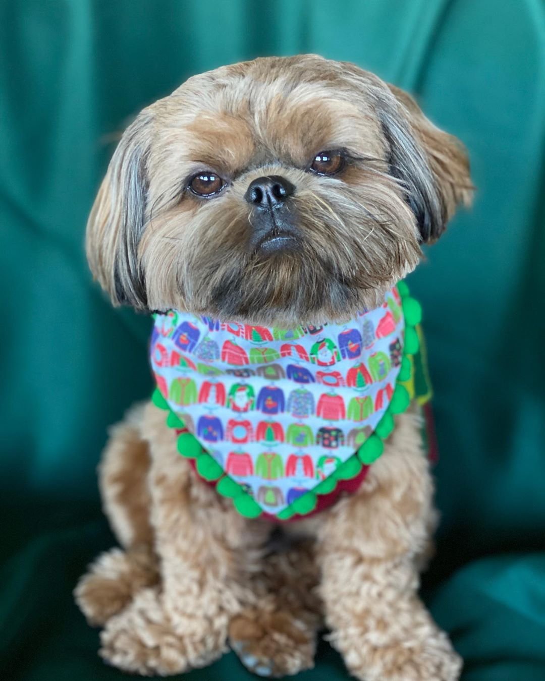 Китайская живопись собаки ши тцу