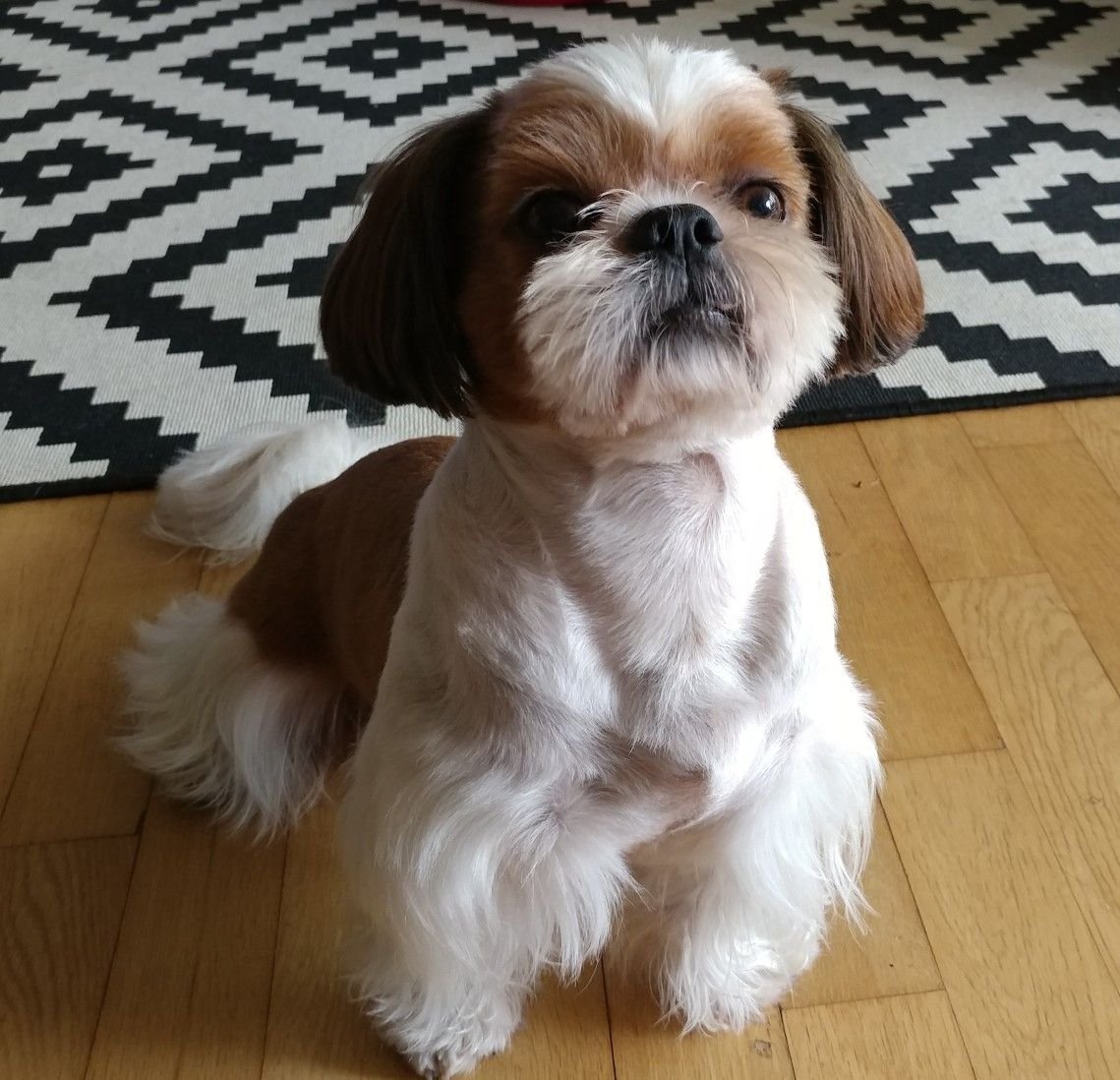 Картинки ши тцу