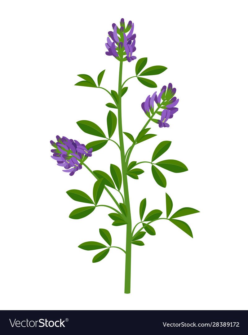 Люцерна на белом фоне