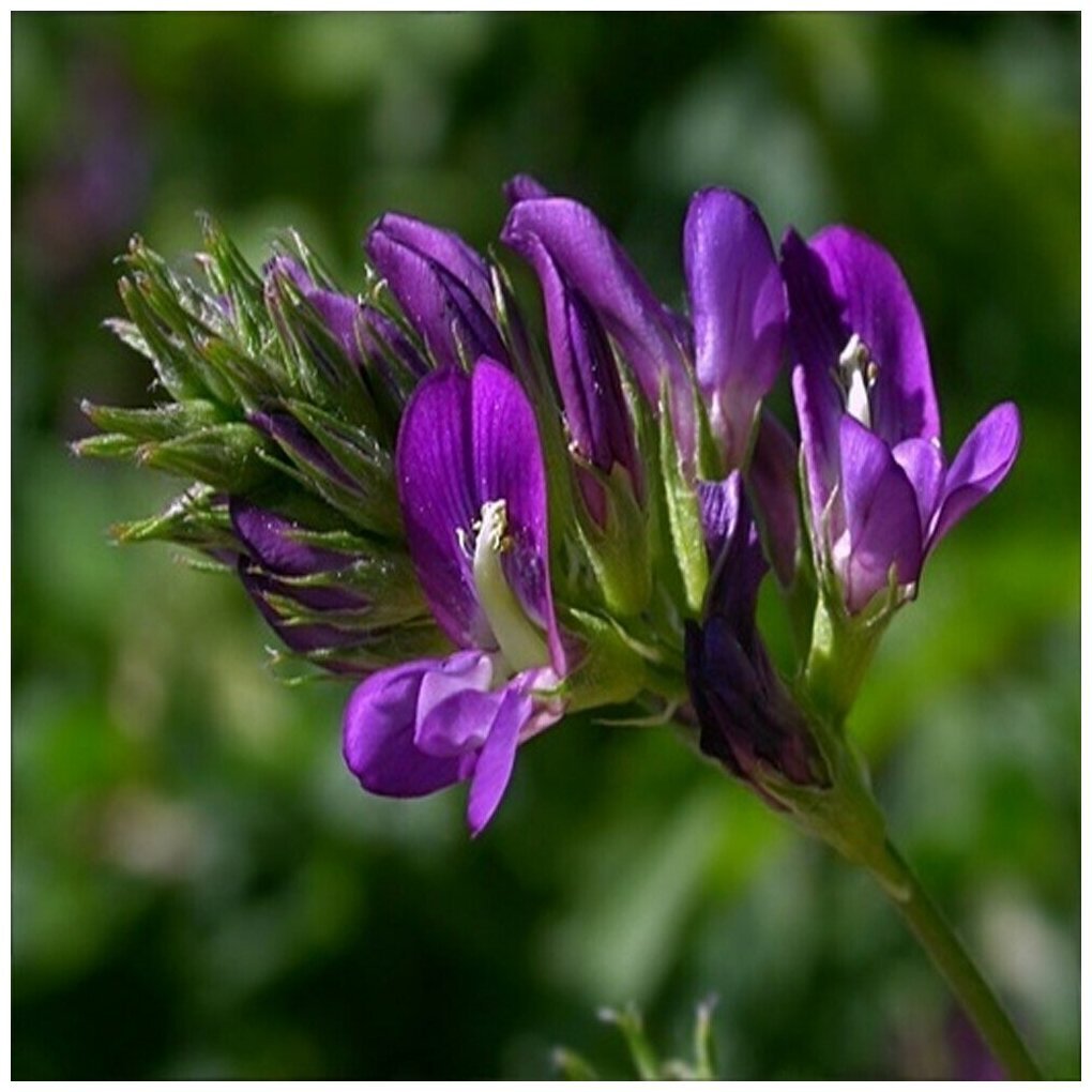 Люцерна Диана