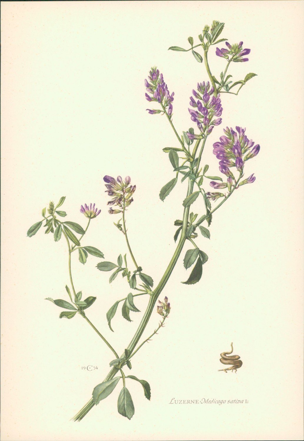 Люцерна Ботаническая иллюстрация