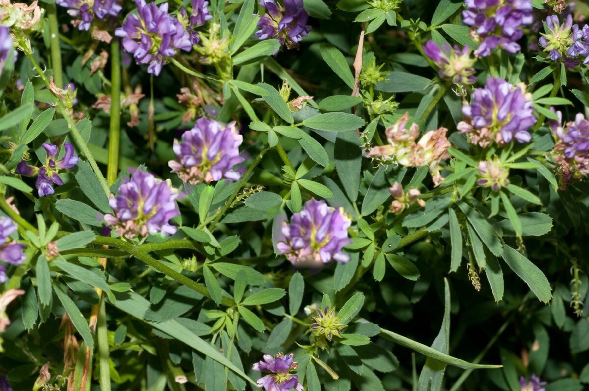 Люцерна гибридная