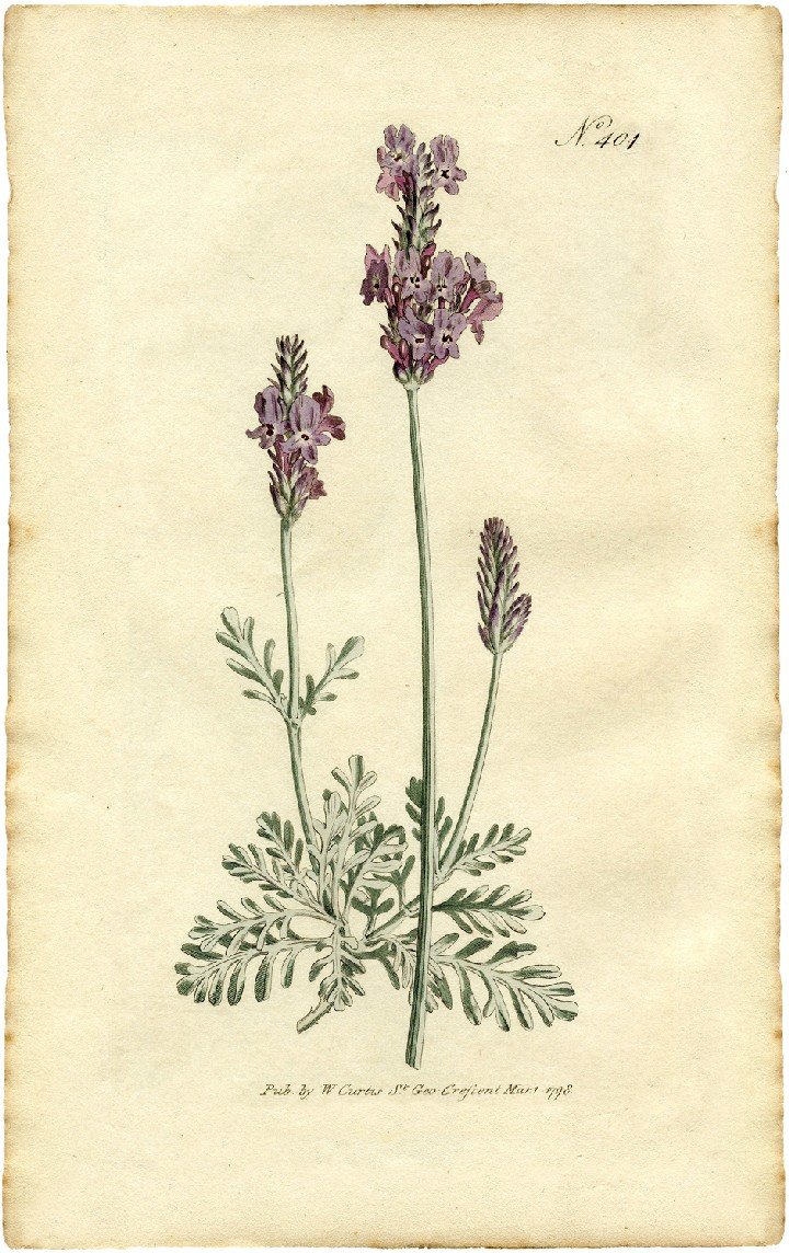 Lavandula Vera гербарий