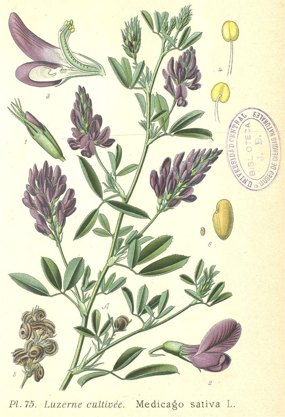Люцерна посевная плод
