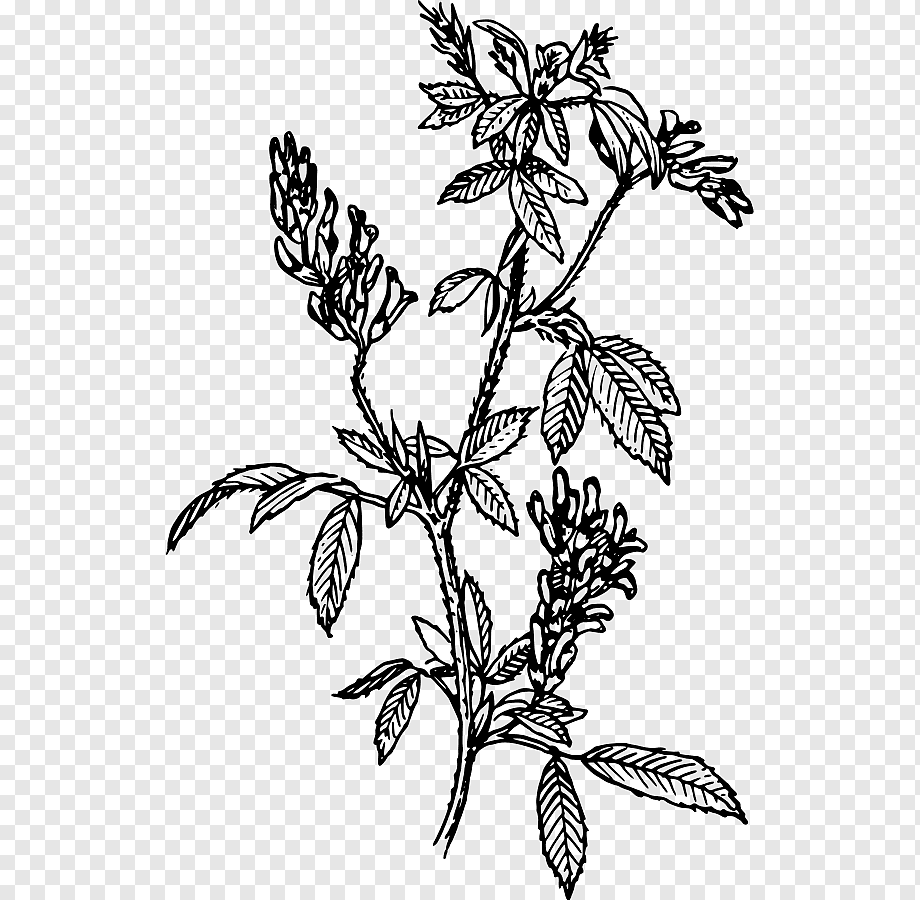 Люцерна рисунок растения