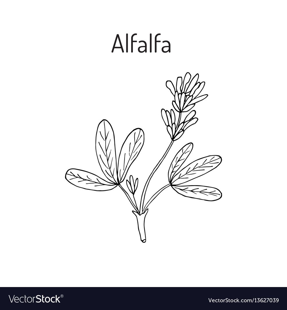 Люцерна рисунок для детей