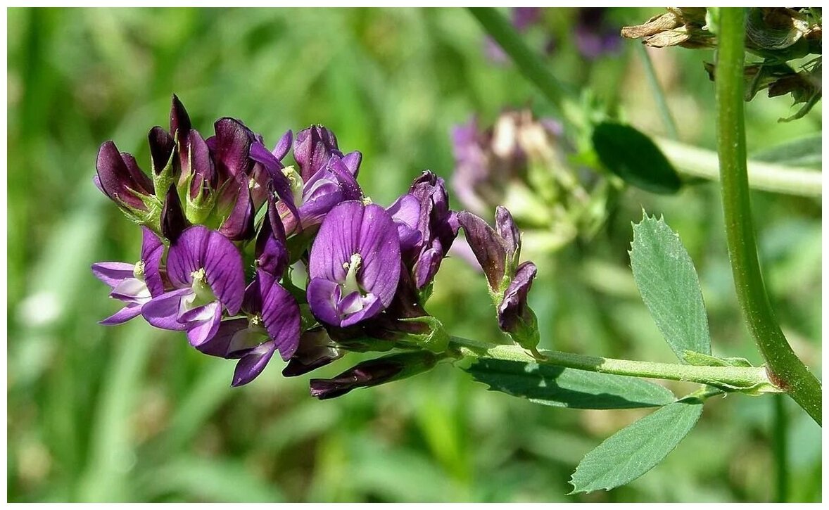 Люцерна синегибридная