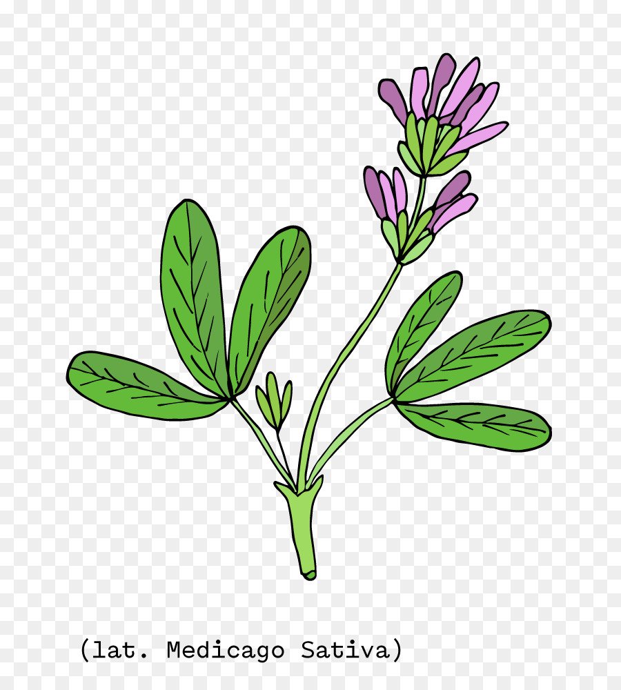 Люцерна нарисовать