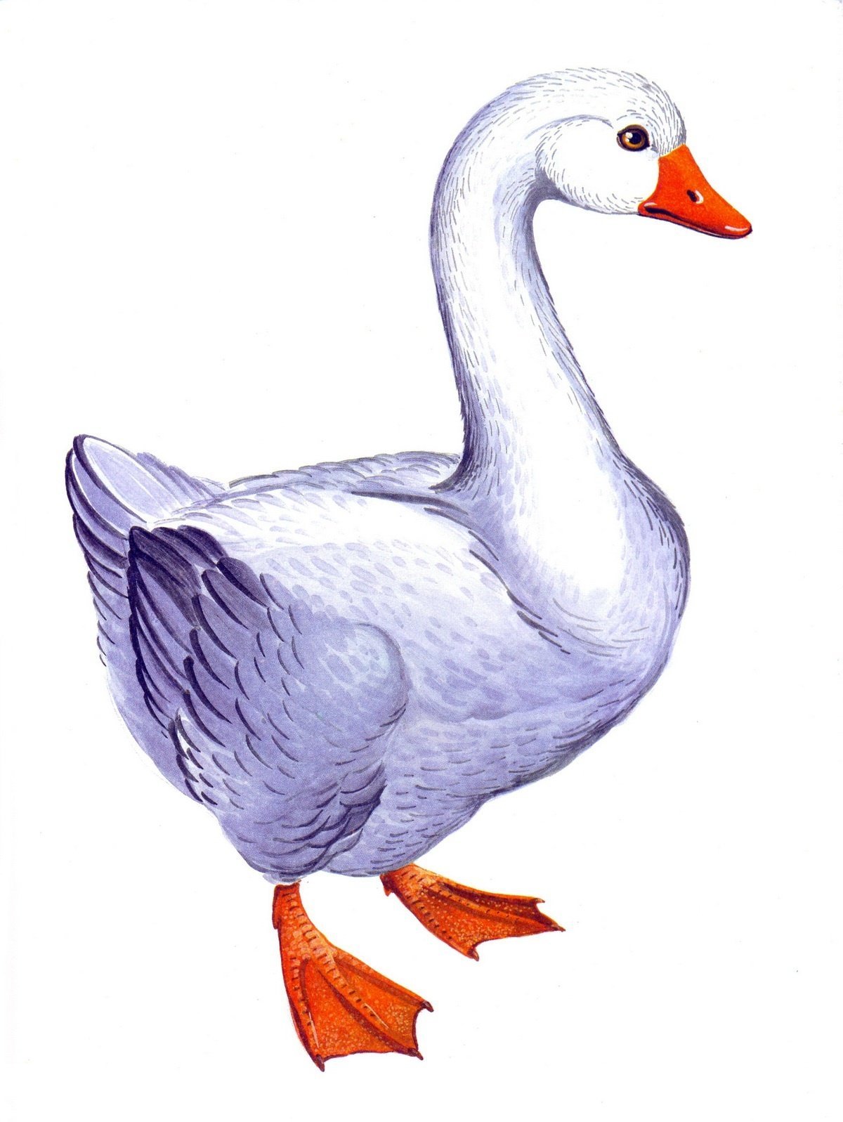 Гусь рисунок