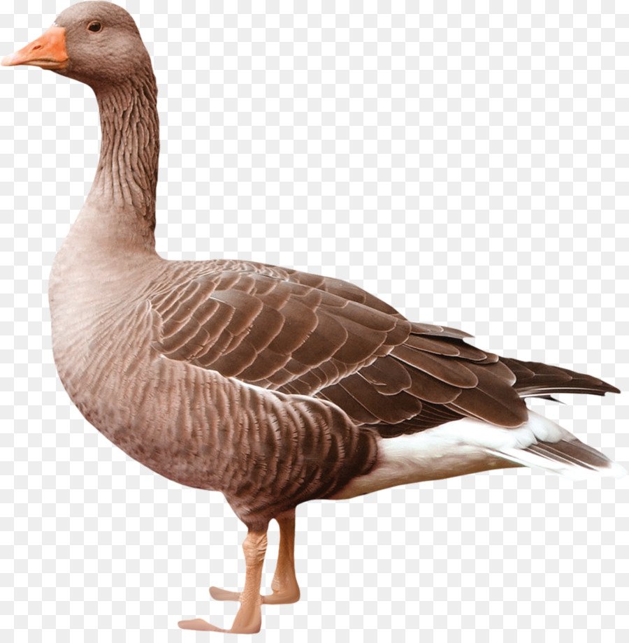 Гусь на белом фоне