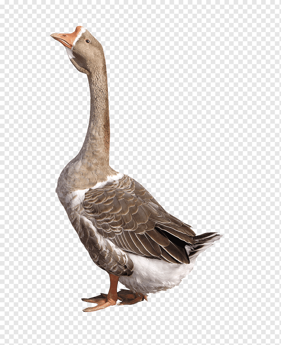 Гусь карточка для детей