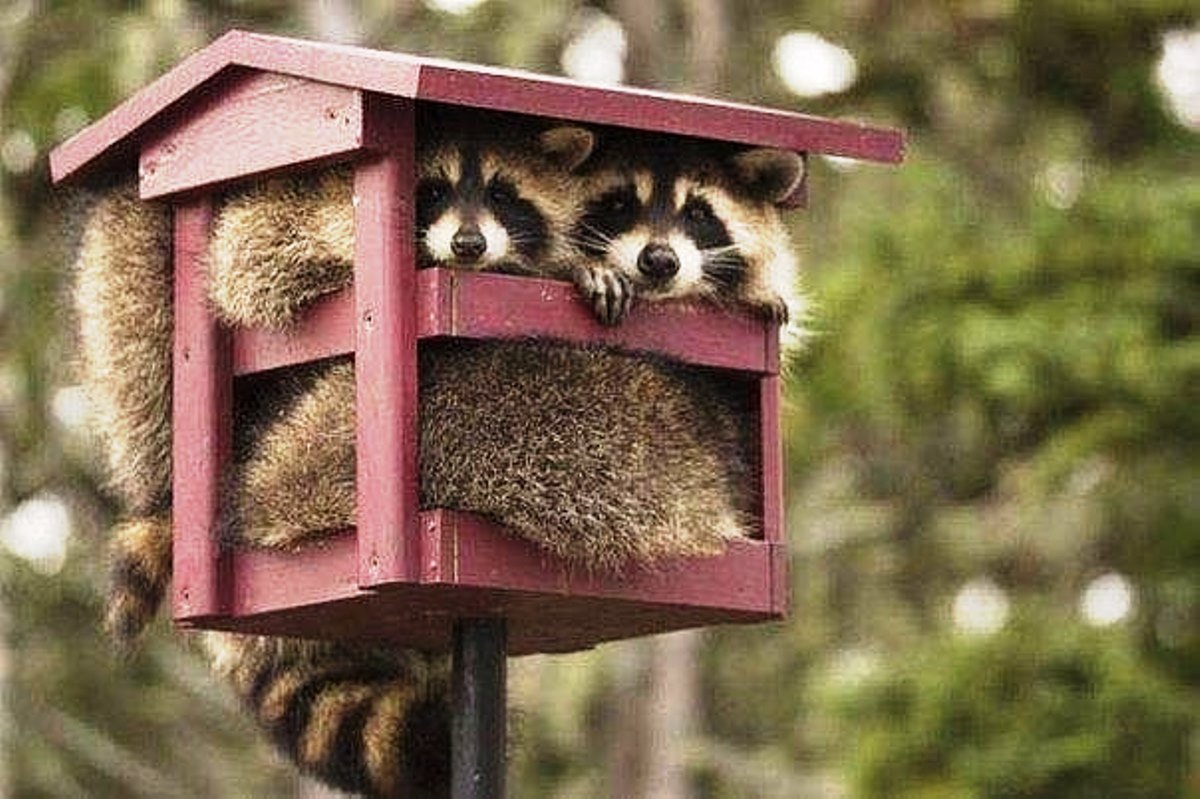 Домик для енота