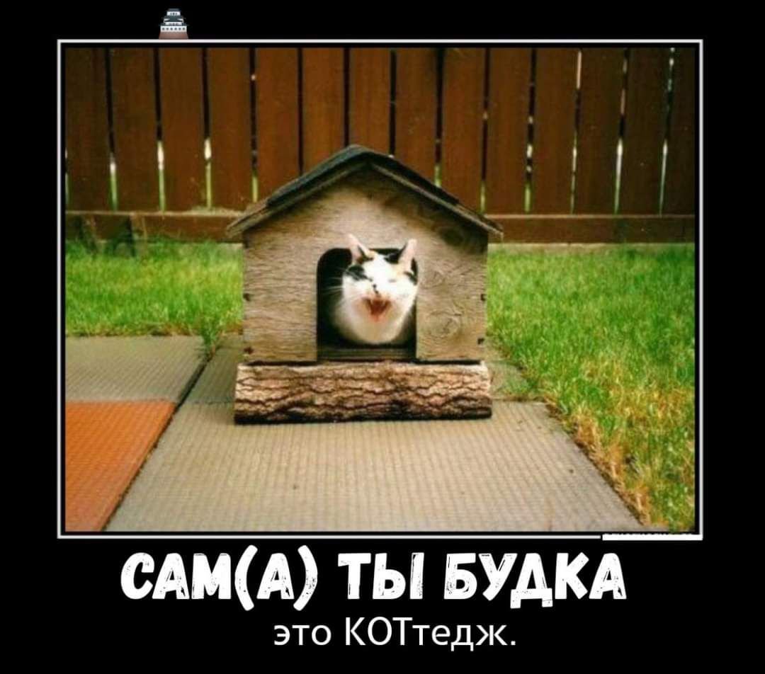 Огромный кот в квартире