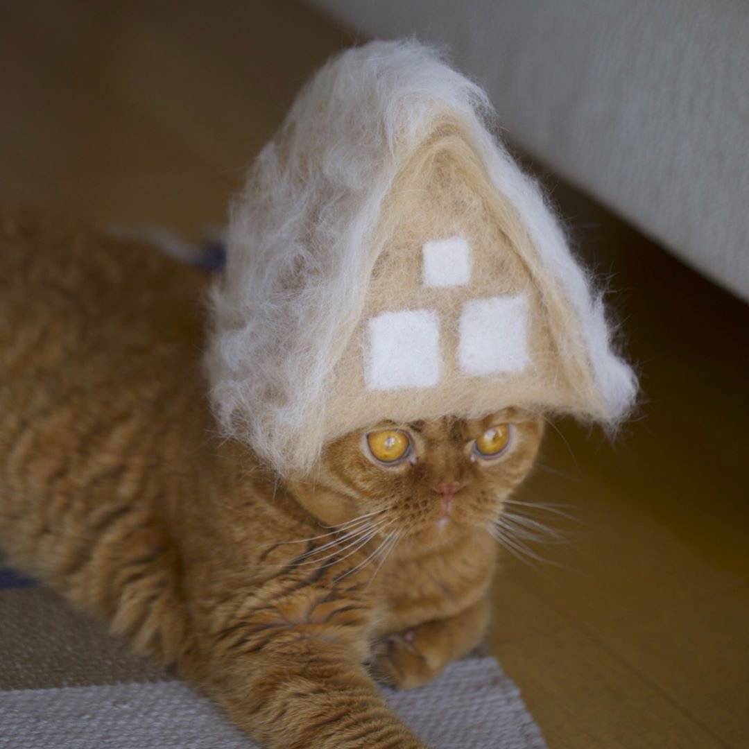 Кот персик в коробке