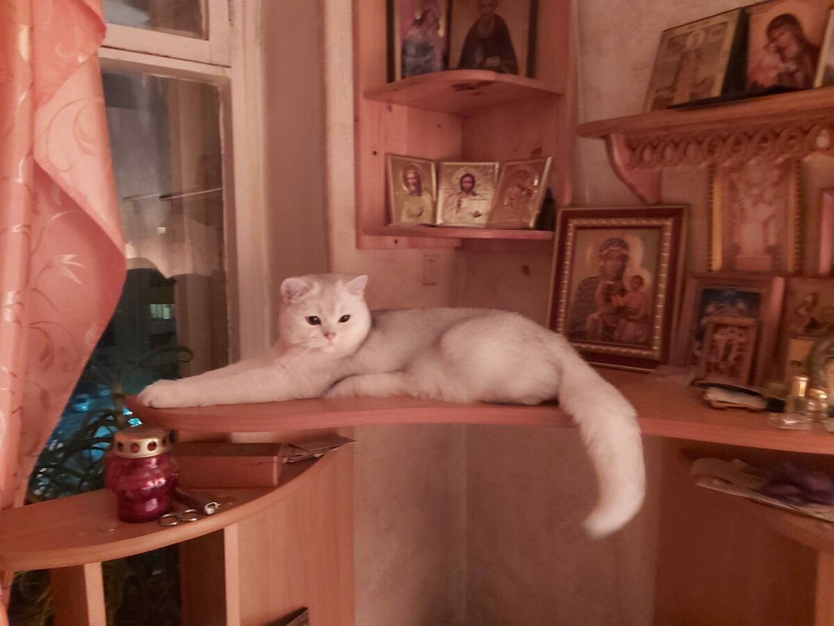 Будка для кота