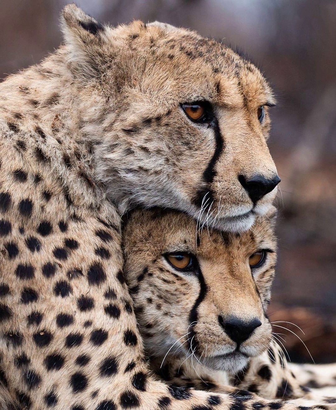 Гепард в Африке