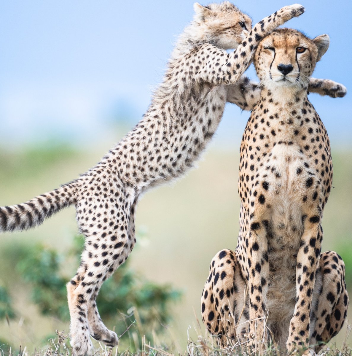 Дикие кошки гепард