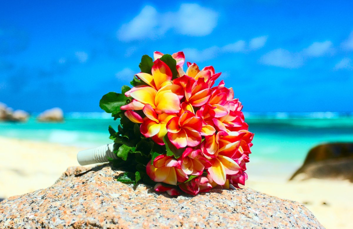 Цветы на берегу моря