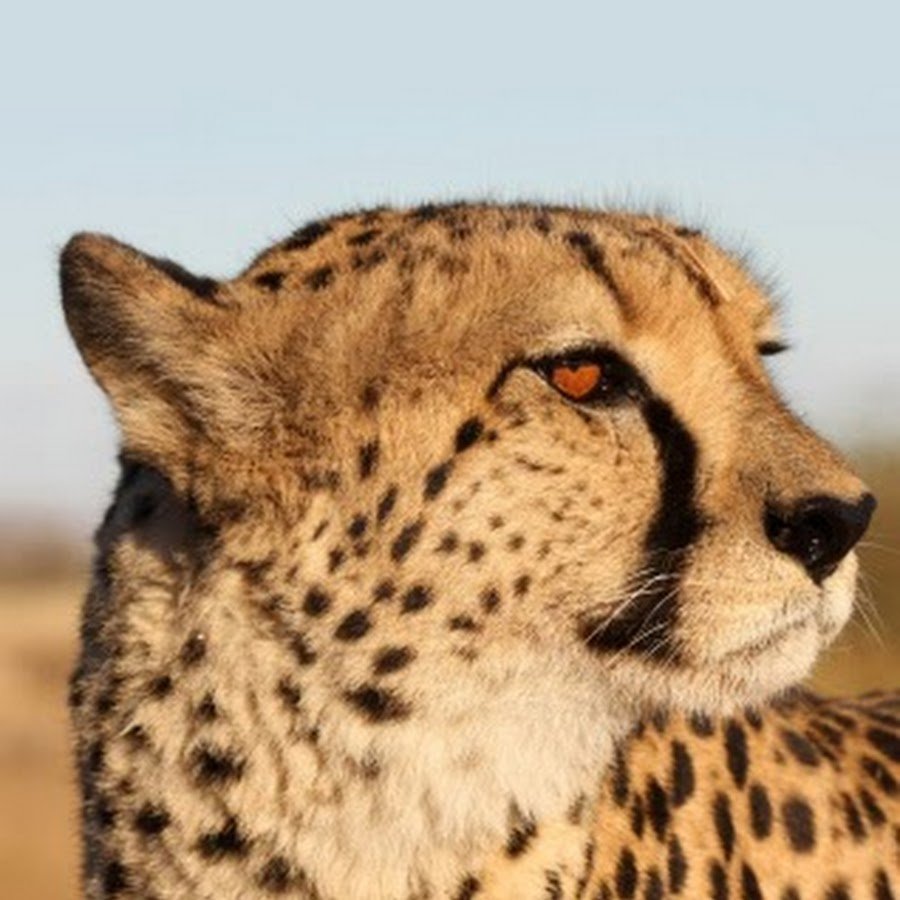 Серый гепард