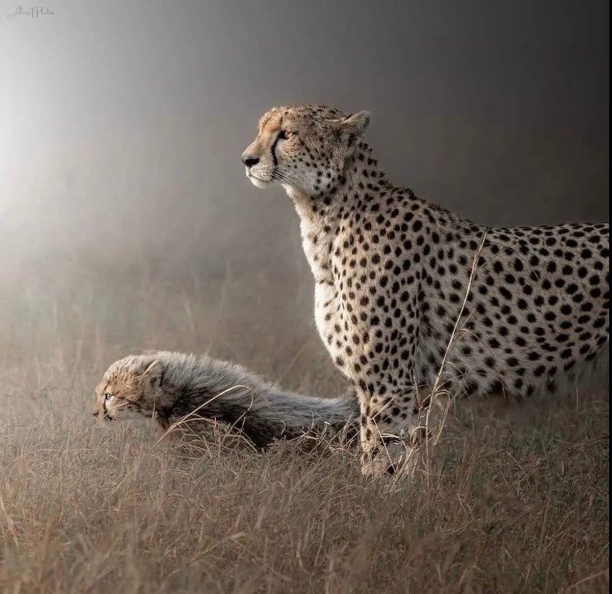 Гепард картинки красивая мордочка