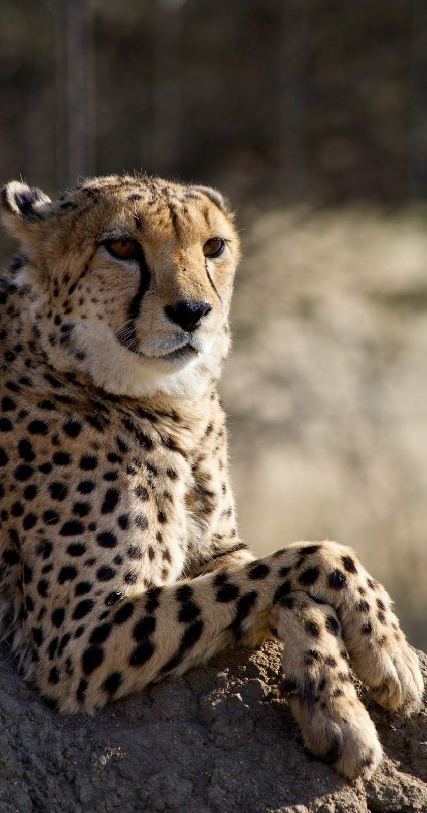 Зубы гепарда