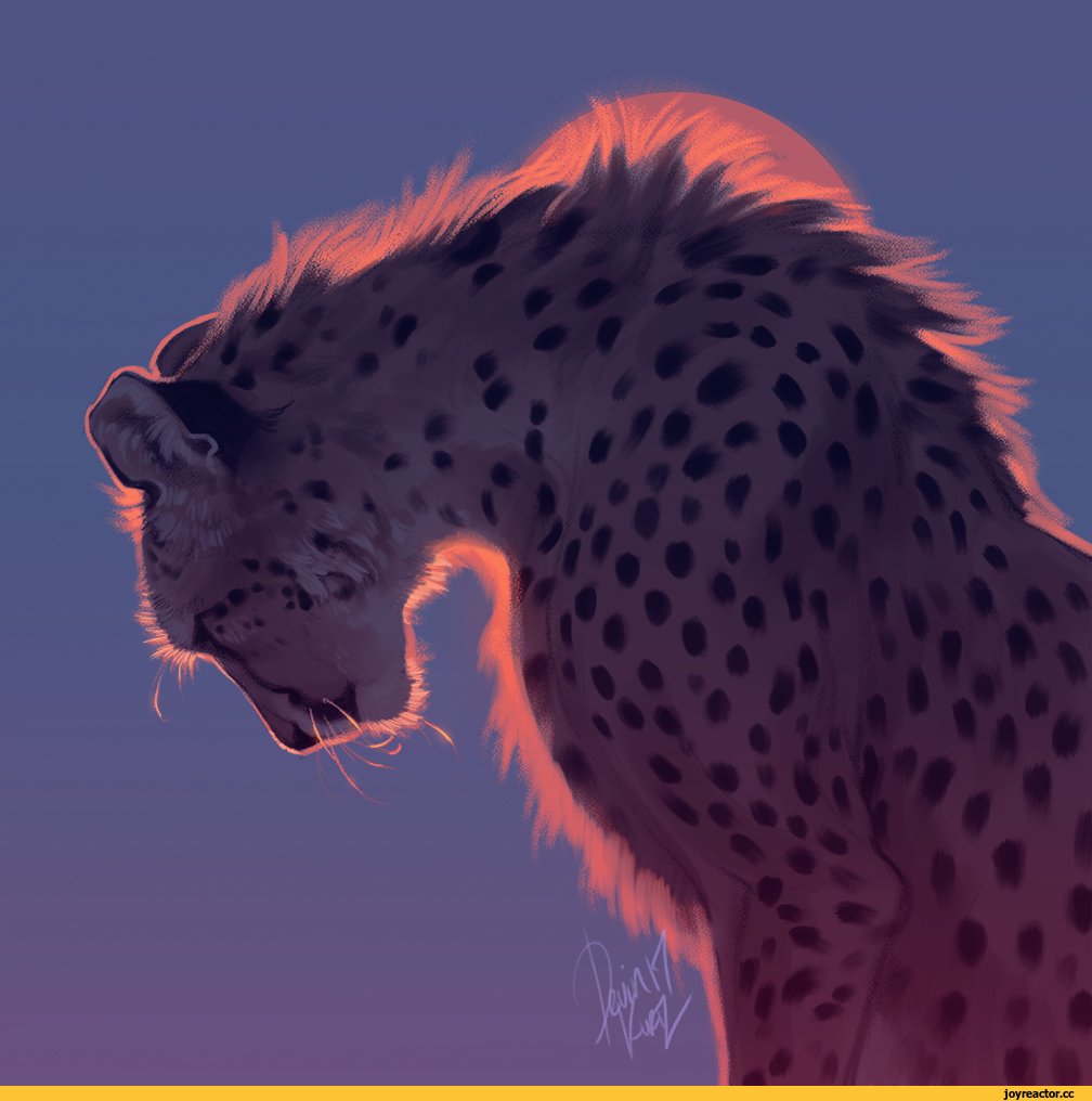 Гепард Грация