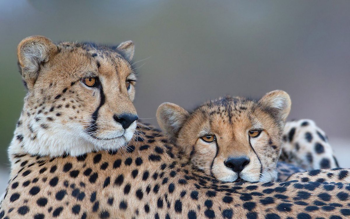 Гепард обои