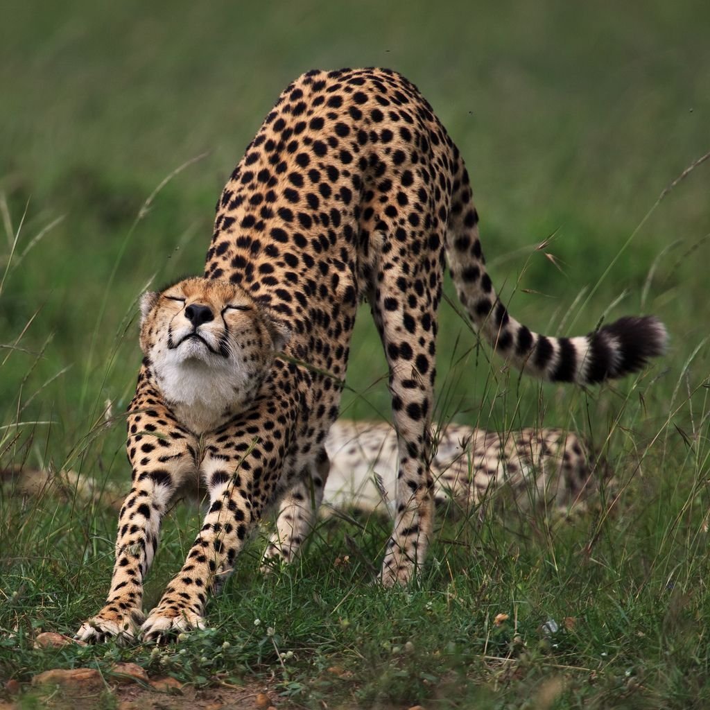 Темно коричневый гепард