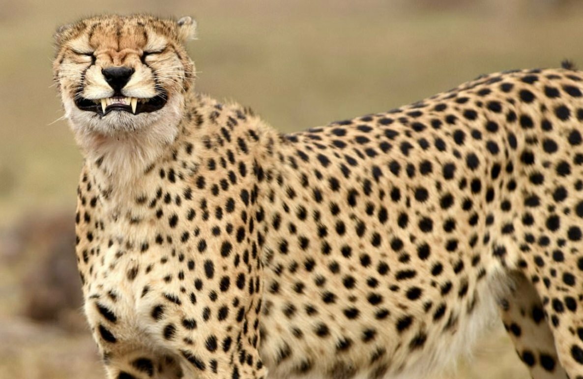 Спаривание гепардов