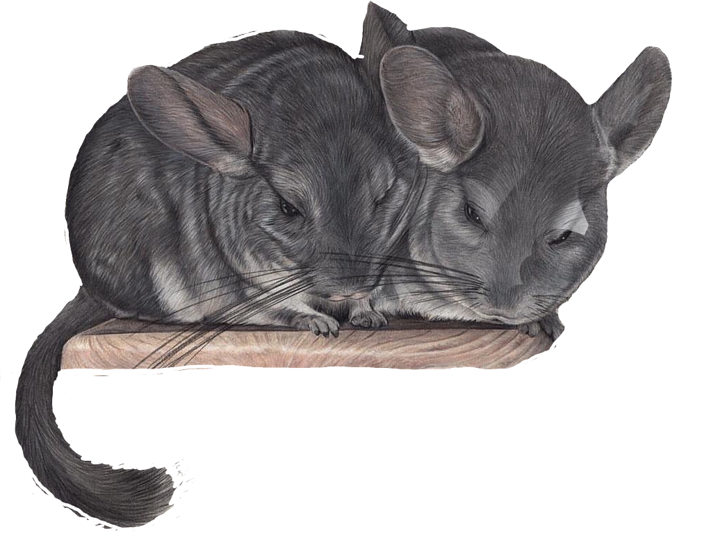 Шиншилла рисунок контур