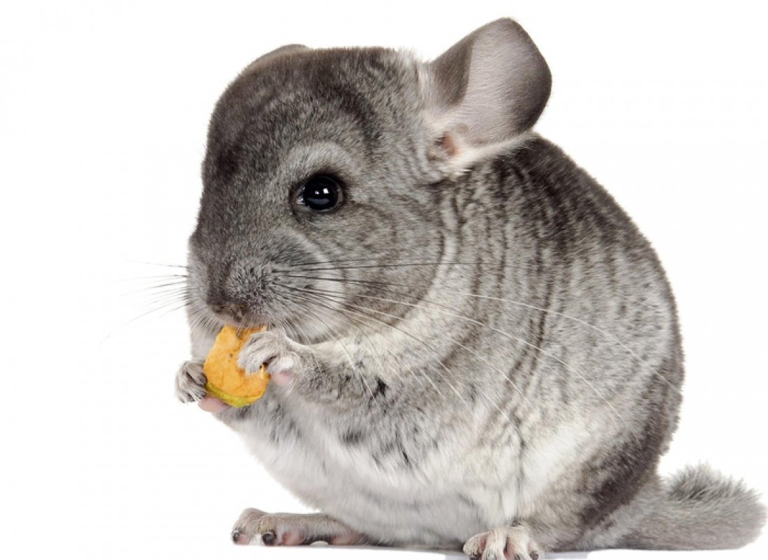 Шиншилла серая пушистая